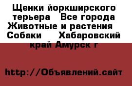 Щенки йоркширского терьера - Все города Животные и растения » Собаки   . Хабаровский край,Амурск г.